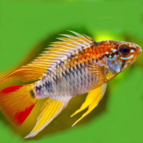 Apistogramma viejita - Apisto à gorge noire ML